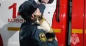 Уникальный кот поселился в пожарной части Ковернино: участвует в обходах и проверках