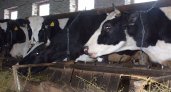 В Нижегородской области за 25 млн собираются выращивать коров в пробирке 