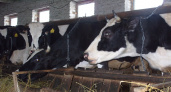 В Нижегородской области за год стали больше добывать молока и мяса