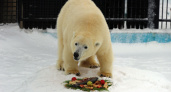 Белого медведя из нижегородского зоопарка накормили масленичными блинами