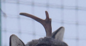 В Керженском заповеднике ищут пропавший рог популярного оленя Игната