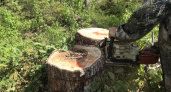 В Нижегородской области завели 95 уголовных дел из-за рубки леса