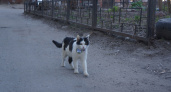 Кот из Вадского района “загремел” в местное СМИ: он такого не ожидал