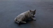 Бешеный кот покусал хозяина в Пильнинском районе