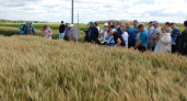 Новый сорт пшеницы вывели к юбилею Пушкина в Нижегородской области