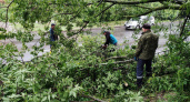 Специалисты ДУКов пяти районов города убрали 102 упавших дерева после прошедшего урагана