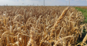 Миллион тонн зерна собрали в Нижегородской области с начала уборочной компании