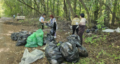 В лесу Кстовского района разобрали нелегальную свалку и вывезли отходы