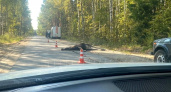 Еще один лось не пережил столкновение с отечественной легковушкой в Нижегородской области