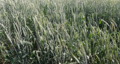 Крупнейший урожай зерна в Нижегородской области оказался невысокого качества