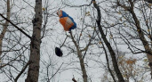 Парапланерист не справился с управлением и запутался в кроне дерева в парке “Швейцария”