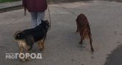 Житель Дзержинска убил незнакомца из-за агрессивной собаки 