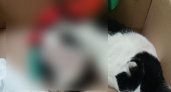 Нижегородские полицейские устроили проверку из-за кота, которого проткнули палкой