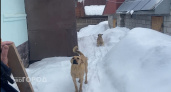 Нижегородец оплатил 165 тысяч рублей за то, что не уследил за своей собакой