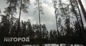 Незаконные лесорубы в Выксунском районе нанесли ущерб на 640 тысяч рублей