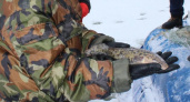 Теперь можно: в Нижегородской области снова разрешили ловить эту хищную рыбу