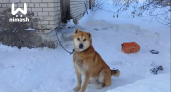Покинутая хозяином собака 6 лет жила одна в Большемурашкинском районе