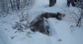 Браконьера, убившего молодого лося, поймали в Павловском районе 