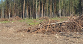 Пенсионер из Борского района нанес ущерб на 3 миллиона, сходив в лес