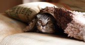 Кошки прячутся не просто так: три главные причины, почему четвероногие стараются уединиться
