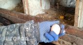 В Нижегородской области нашли яйца с антибиотиками