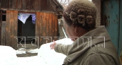 "Собачка то упитанная хорошая": жительница деревни Беласовка прикормила рысь и поселила ее в бане
