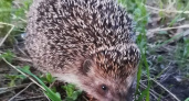 Милые ежики, колодцы, улья и другое. Педиатр предупредил об опасностях на даче