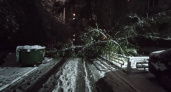 Нижегородцам сказали, куда обращаться с жалобами на деревья и электричество после ночного снегопада