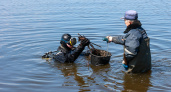 Нижегородские пляжи готовятся к летнему сезону с помощью водолазов