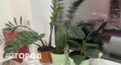 Специалисты рассказали, чем опасны растения в горшках