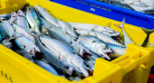 Эксперты Роскачества раскрыли секрет: самая полезная рыба из дешевых