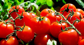 Как вырастить богатый урожай томатов: проверенные советы от садовода