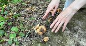 Грибники Нижегородской области разочарованы отсутствием грибов в лесах после дождей