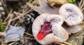 "Клубника со сливками": опасная находка шокировала нижегородских грибников