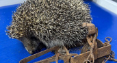 Нижегородские ветеринары спасли ежика, угодившего в капкан