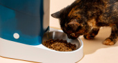 "Не травите ими кошек": Роскачество назвало самые опасные корма для питомцев