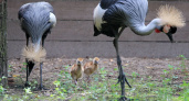 Двойное счастье: в нижегородском зоопарке пополнение у журавлей