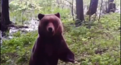 В Нижегородской области за 2 года стало больше медведей