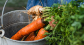 Морковь в сентябре лучше убирать только в эти даты: названы оптимальные сроки уборки 