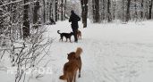Бастрыкин проверит ситуацию с опасными собаками, разгуливающими у школ в Богородске