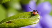 Клещи боятся как огня: простое домашнее средство, а защищает лучше магазинных аэрозолей