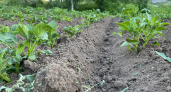 "Сажаю между картошкой и собираю двойной урожай": соседи не верят своим глазам — рабочая схема для огородников