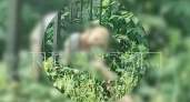 Трагедия в Павлове и нападения змей на детей: главные новости за 18.06.2025 в Нижнем Новгороде