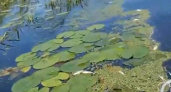Толпы дохлых щук, карасей и плотвы обнаружили рыбаки в речке под Лысково