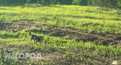 По одному из районов Нижегородской области бегала бешеная собака