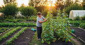 Чем подкармливать огурцы в июле, чтобы они плодоносили до октября: 7 видов удобрений + защита от вредителей