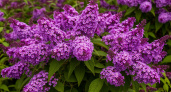 Роскошный лиловый фонтан из ароматных цветов все лето: неприхотливый кустарник растет даже на бедной почве без полива