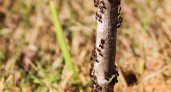 Муравьи и тля исчезают за секунды: простое и эффективное средство спасет ваш сад
