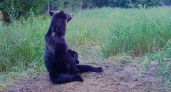 Сезон охоты на медведя начался в Нижегородской области: квоты, ограничения и ответственность за нарушения