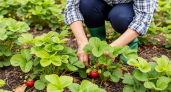 В августе подкармливаю клубнику 3 раза — секрет богатого урожая на будущий год